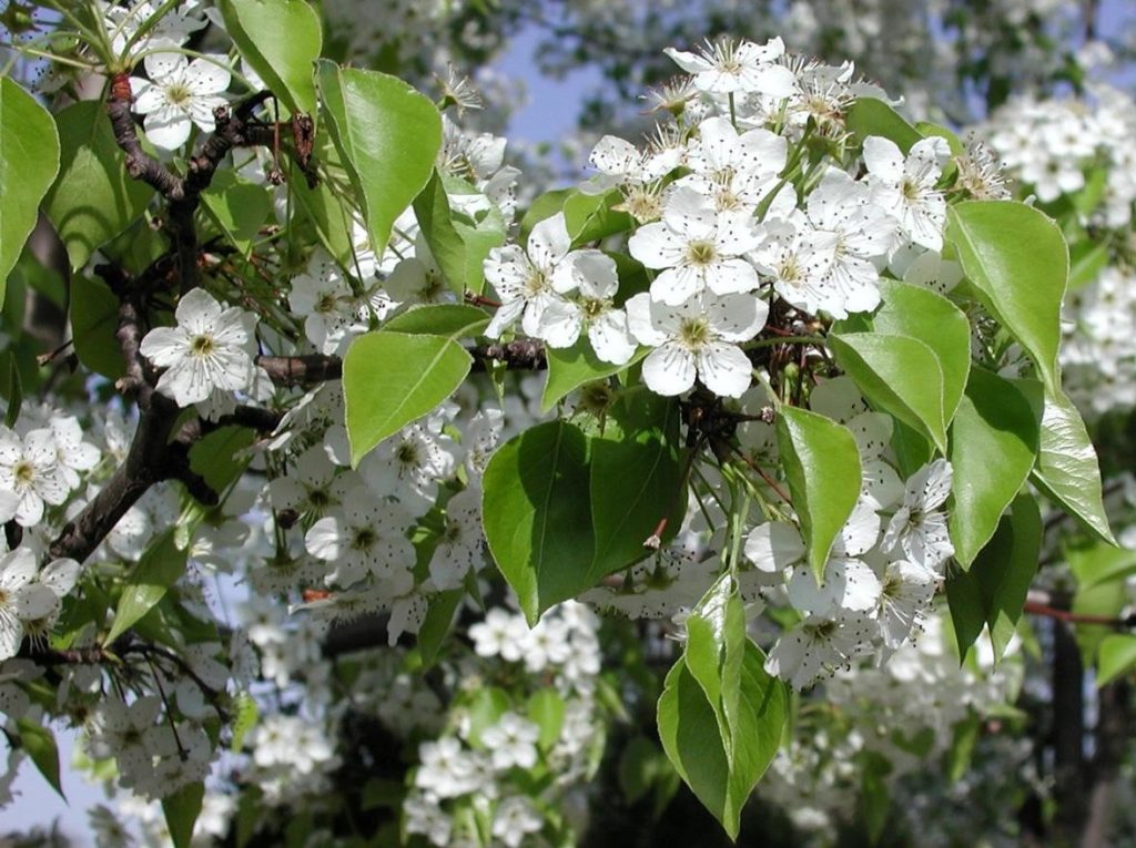 Callery pear flowers and leaves