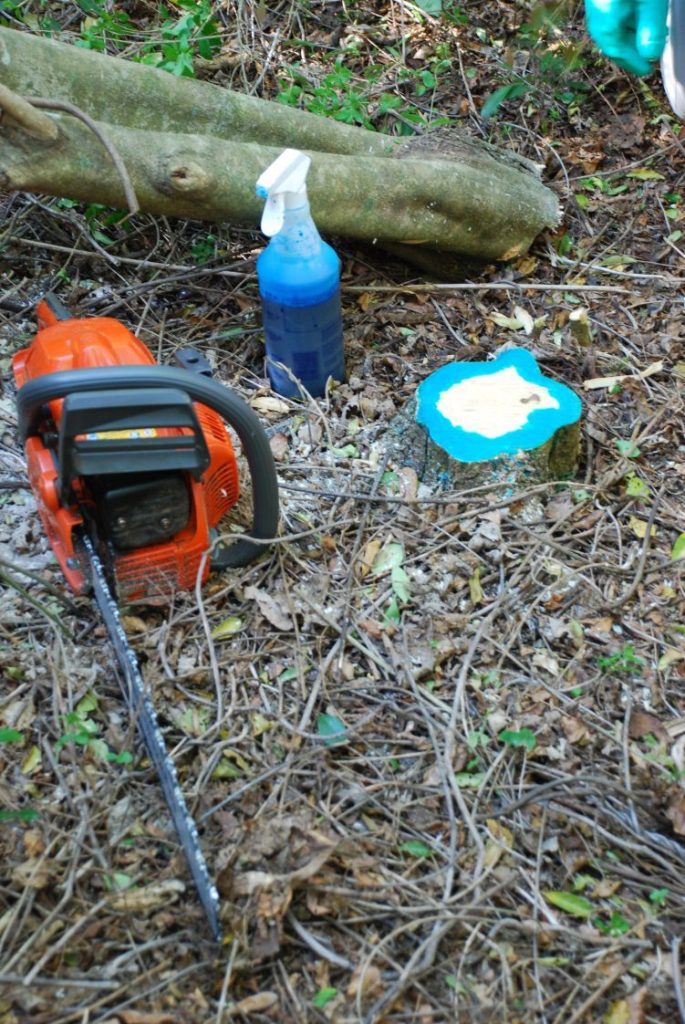 a chainsaw on the ground next to a spray bottle and a stump with herbicide on it.