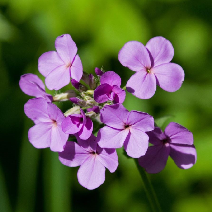 dame's rocket flowers