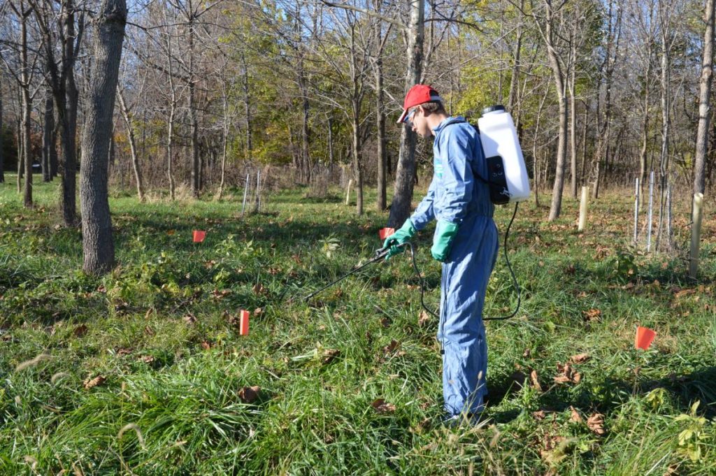 A person wearing personal protective equipment sprays herbicide from a backpack sprayer.