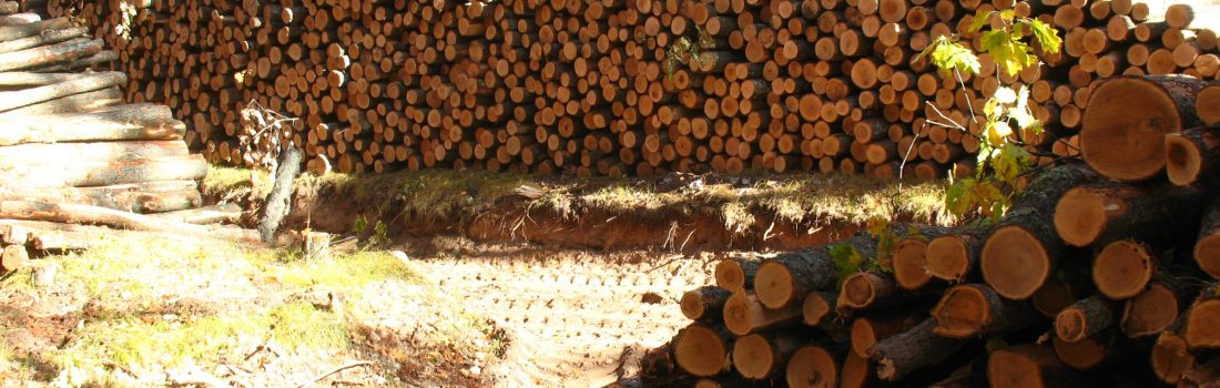 wood pile of cut trees for pulpwood at a timber sale