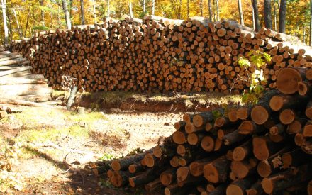 Celebrating Forest Products Week 2025