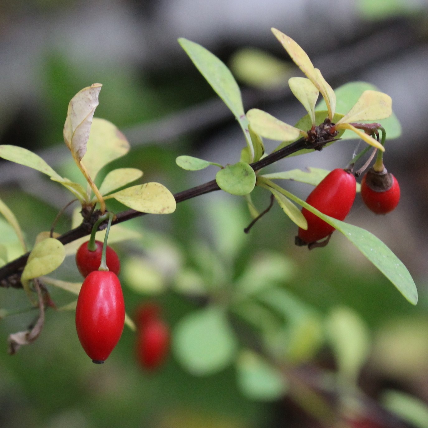 Japanese barberry fruit