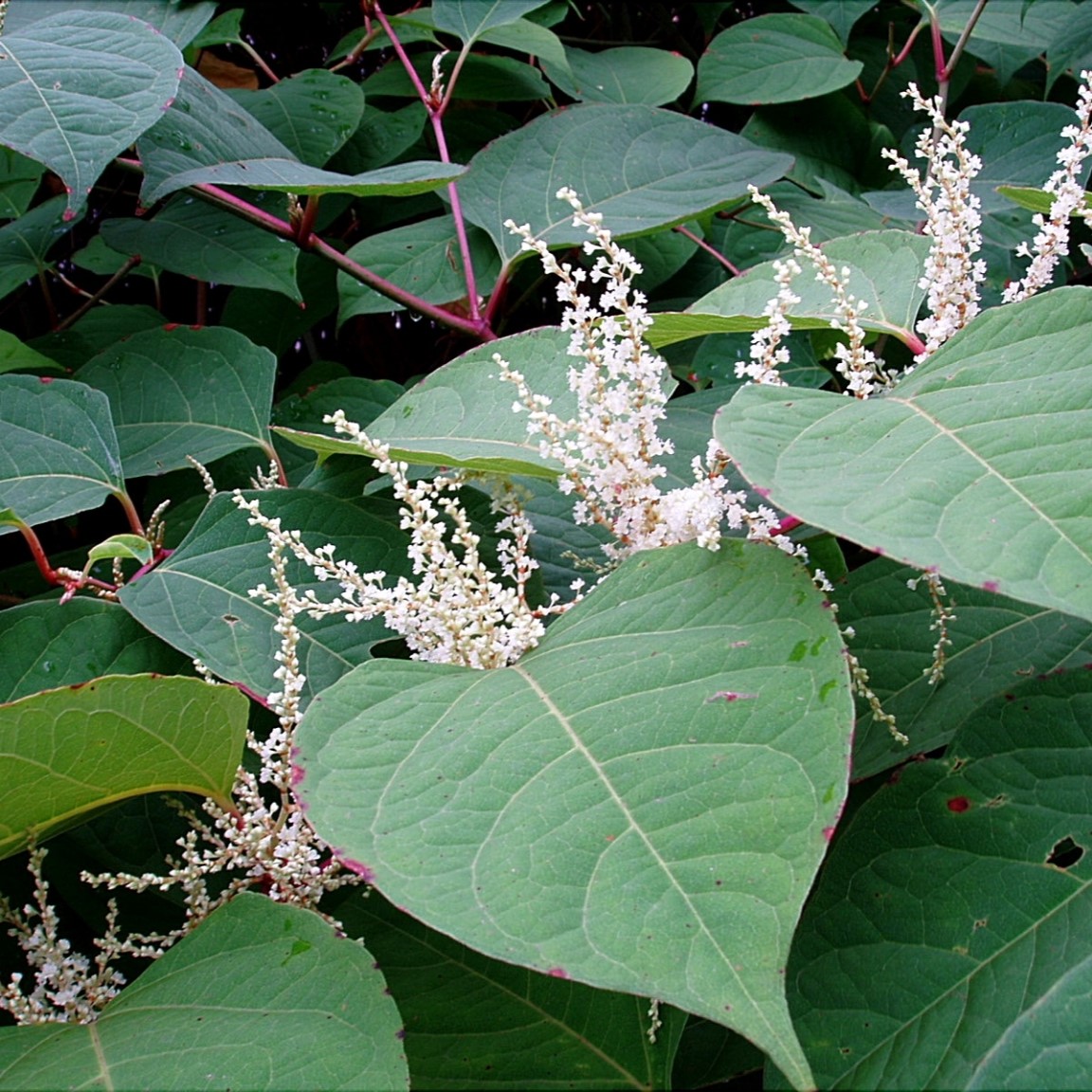 Japanese knotweed