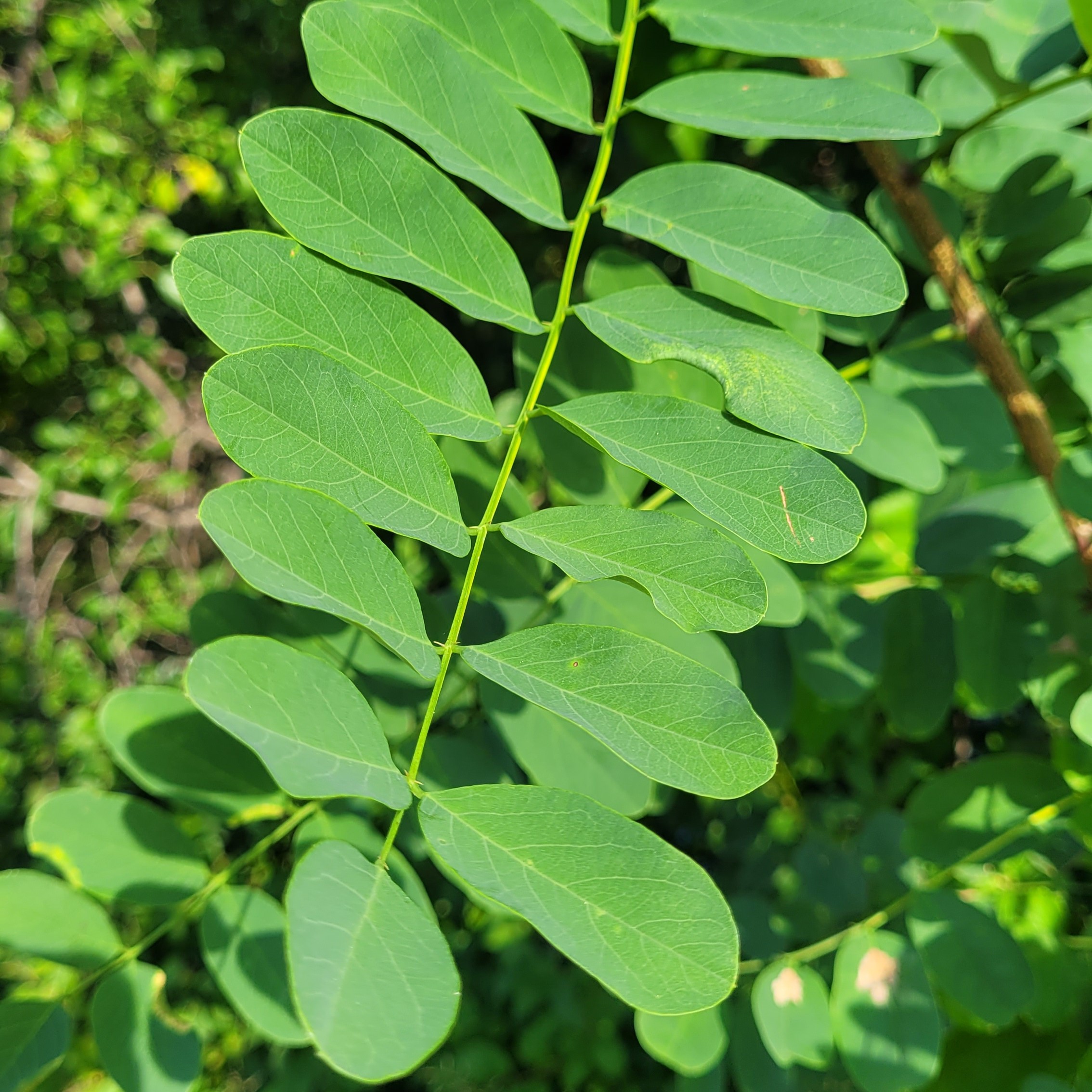 Black locust leaves