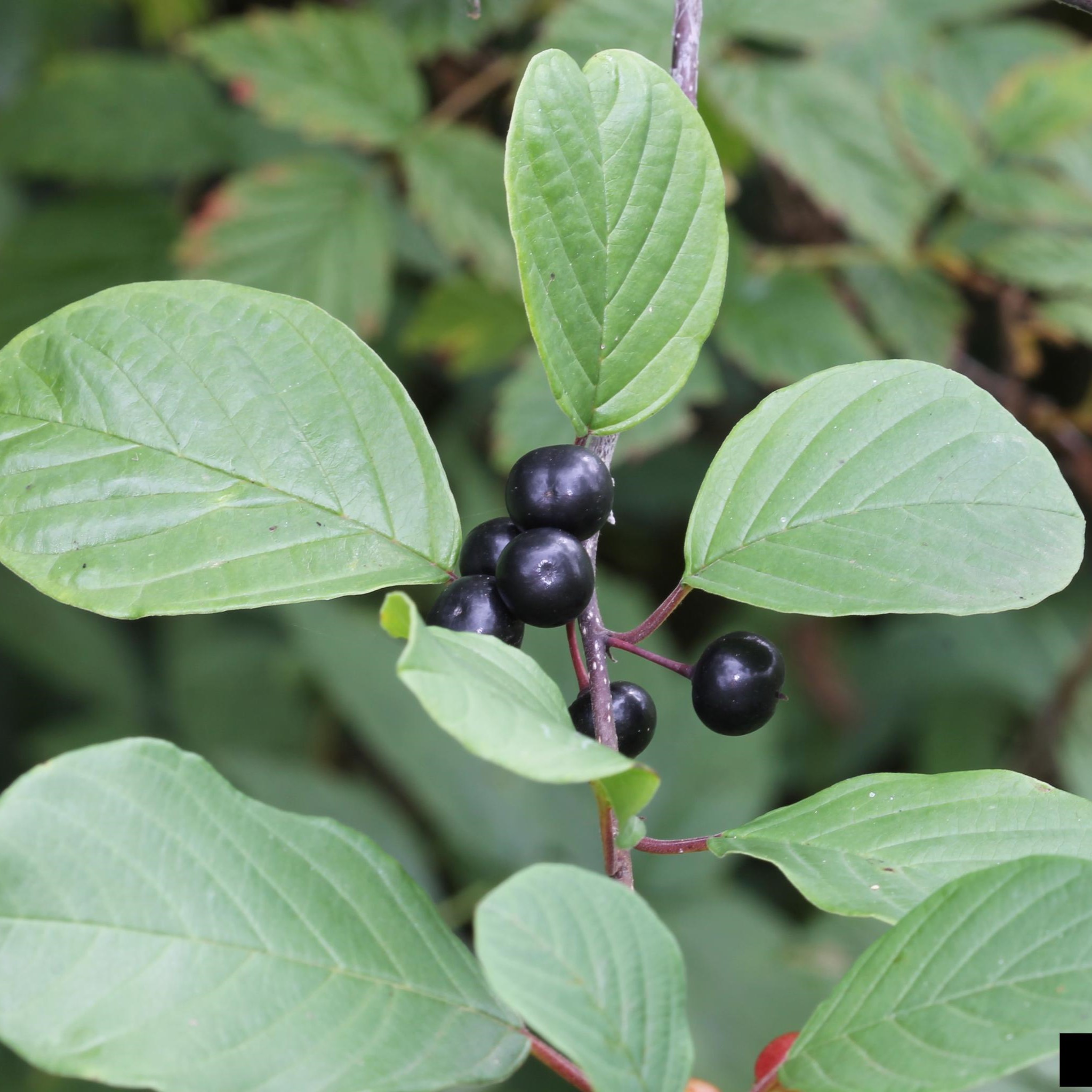 glossy buckthorn leaves and fruit