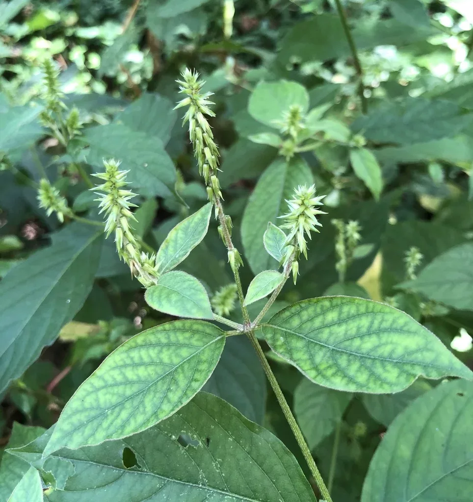 Japanese chaff flower flowers and leaves