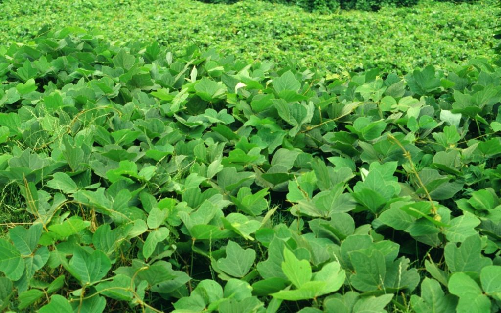 kudzu