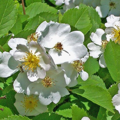 Multiflora rose flowers