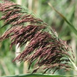 Phragmites flower