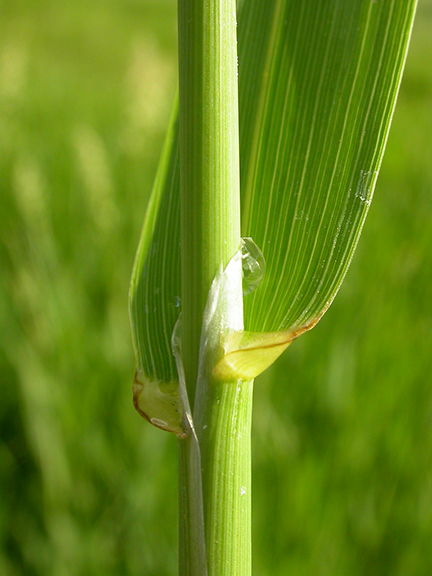 reed canary grass ligule