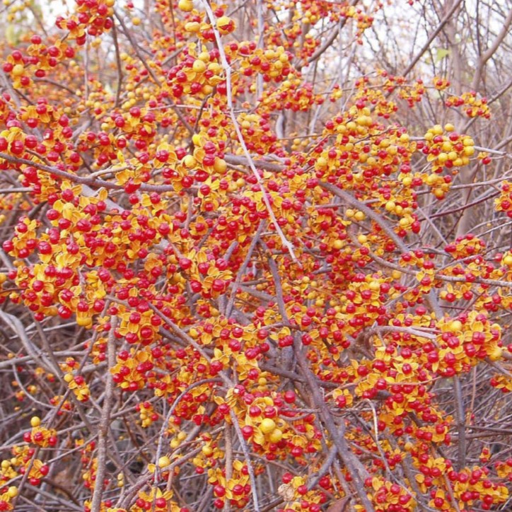 Round leaf bittersweet fruits