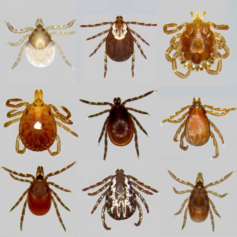 nine photos of different species of ticks