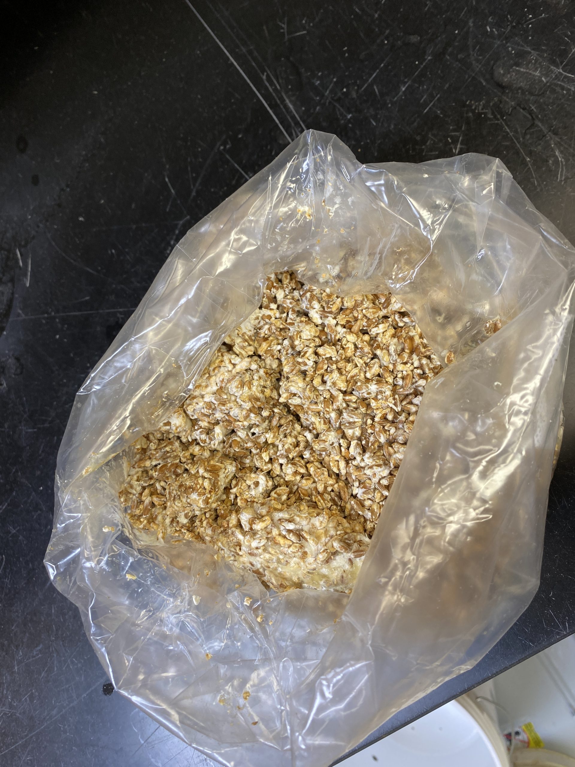 grain spawn for mushrooms