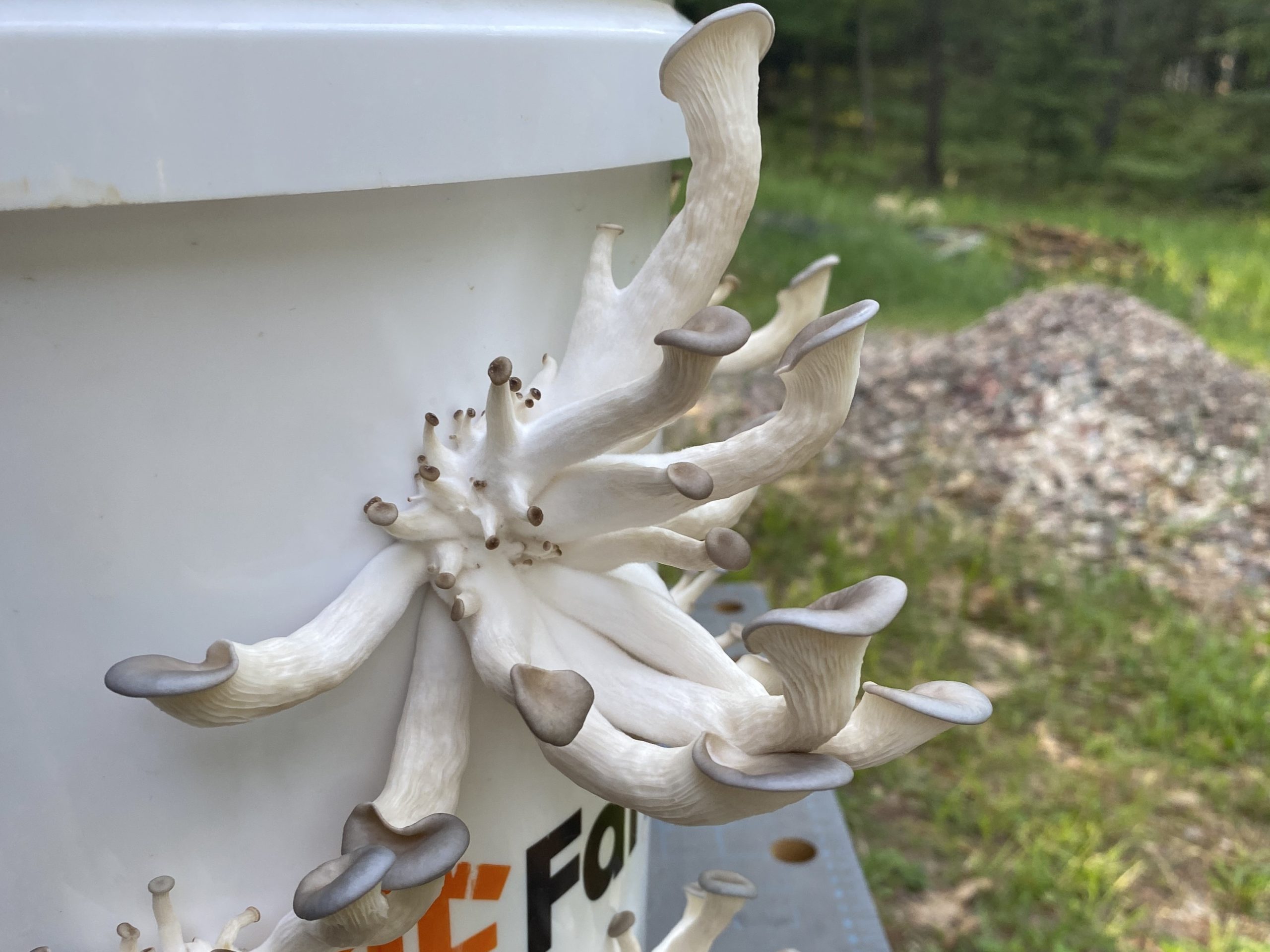 many oyster mushrooms growing out of the side of a bucket