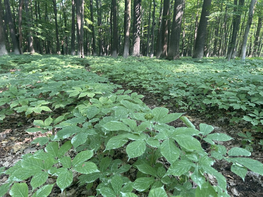 ginseng growing on the forest floor