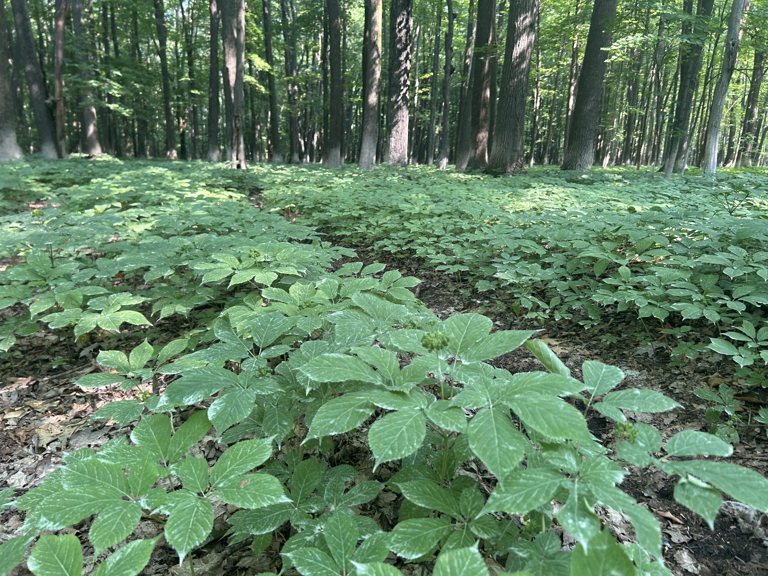 ginseng growing on the forest floor