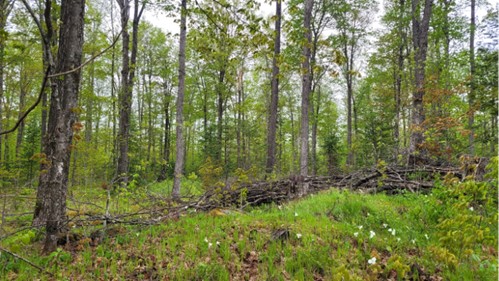 A forest with green vegetation