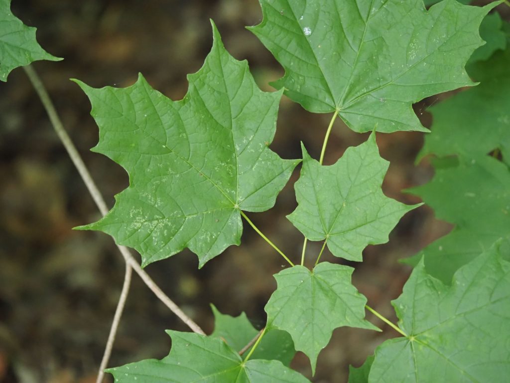close-up of sugar maple leaves