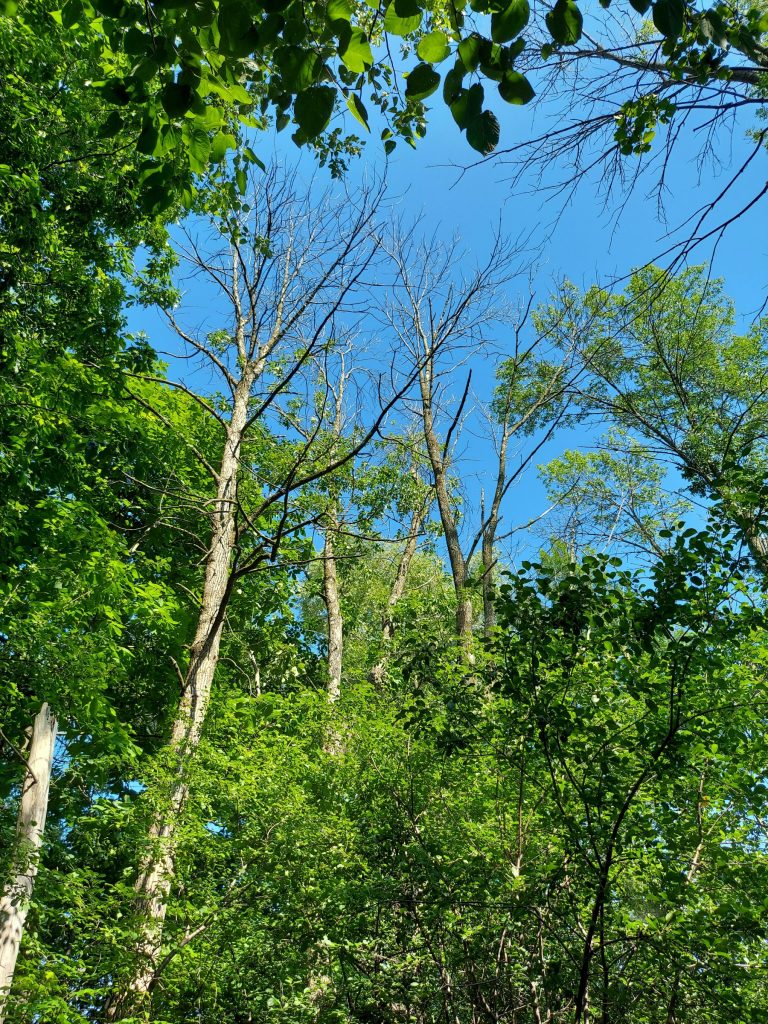 A canopy gap created by ash mortality
