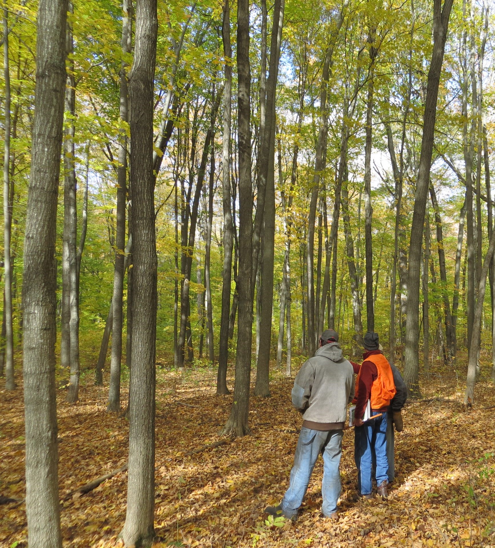 A forester and a landowner standing in the woods.
