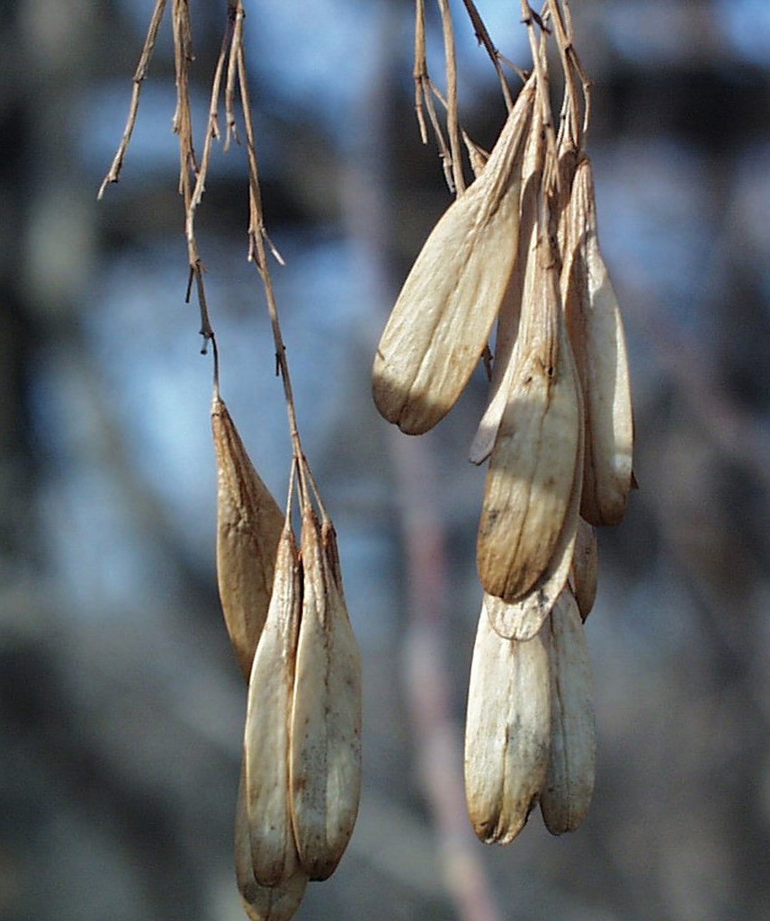 Black ash seeds on the tree