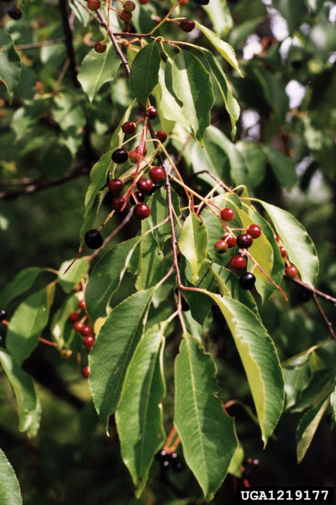 black cherry leaves and fruit