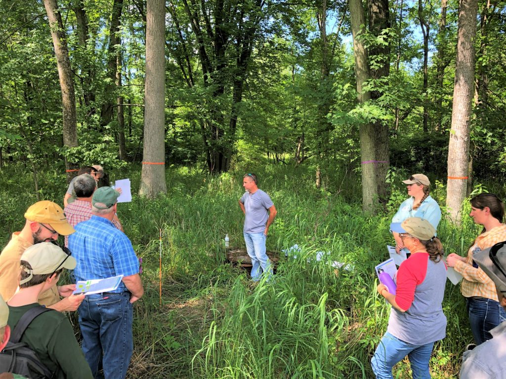 A group of people looking at ash trees with orange paint on them