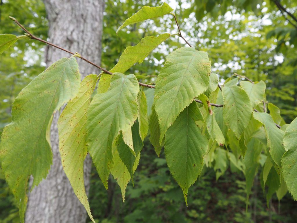 Ironwood leaves