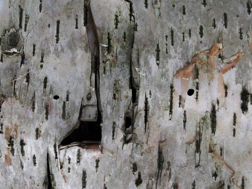 close-up of paper birch bark