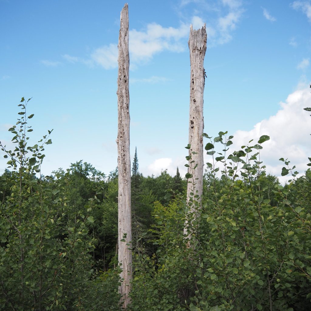 two tall dead trees in a forest