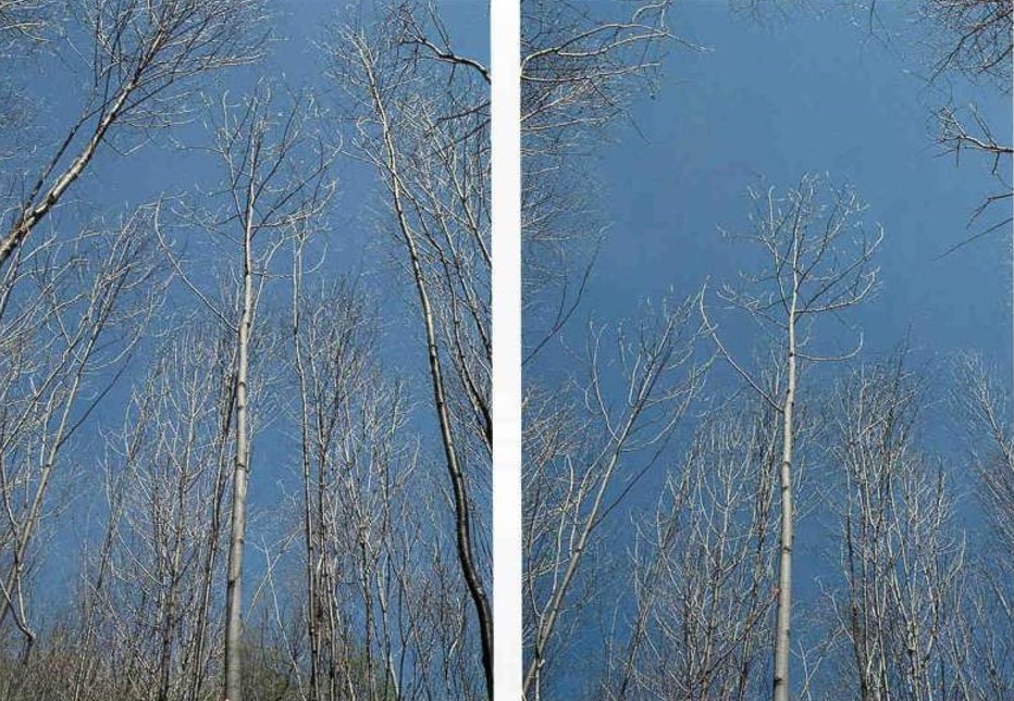 before-and-after comparison of crop tree release