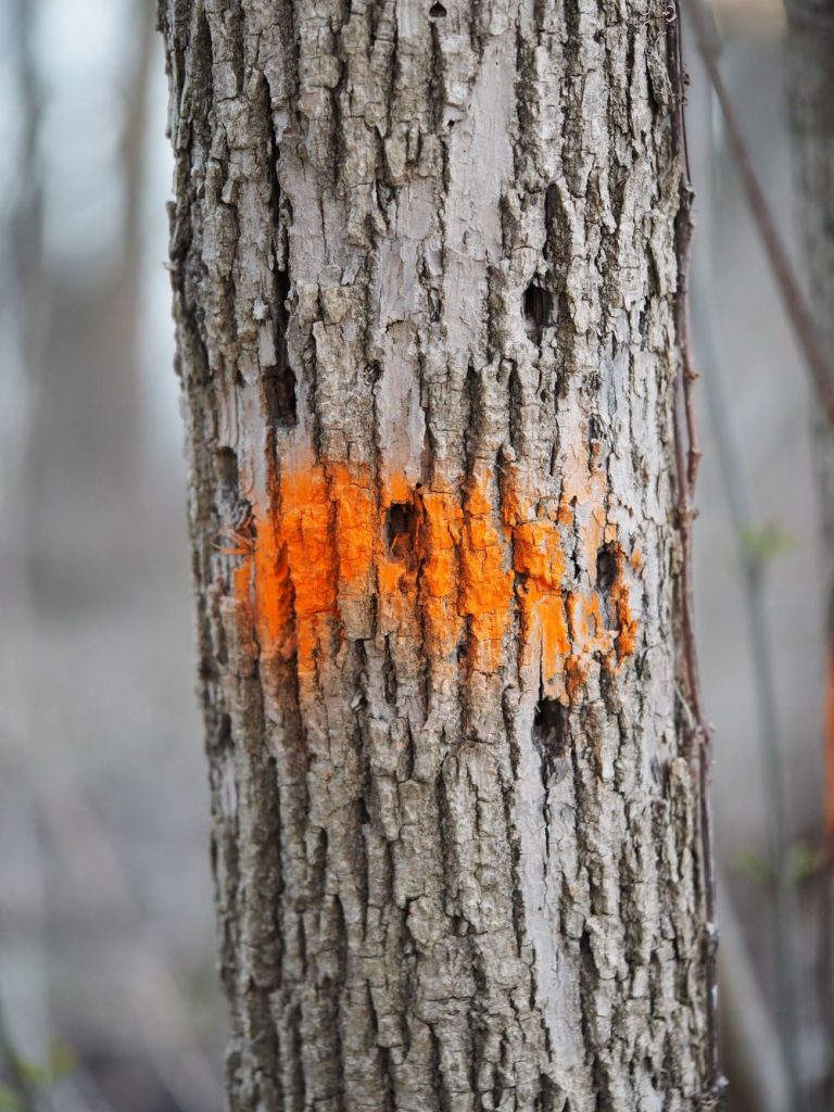 ash tree with D-shaped holes in the bark and orange paint on it