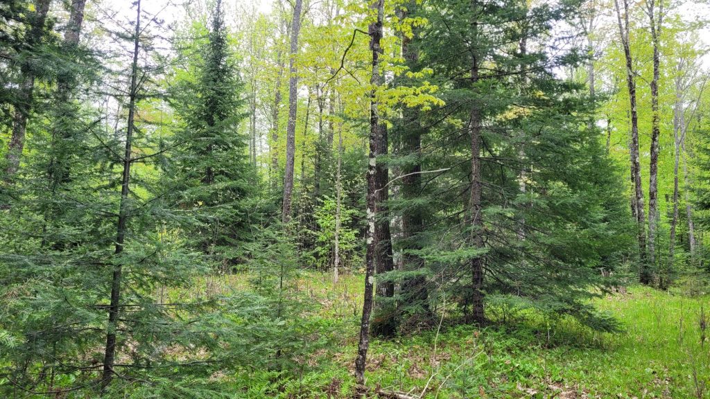 a diverse forest with hardwood and conifer trees
