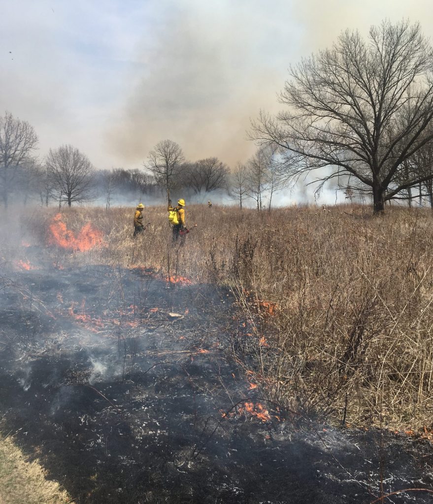 Flanking fire in an oak savanna as part of a prescribed burn