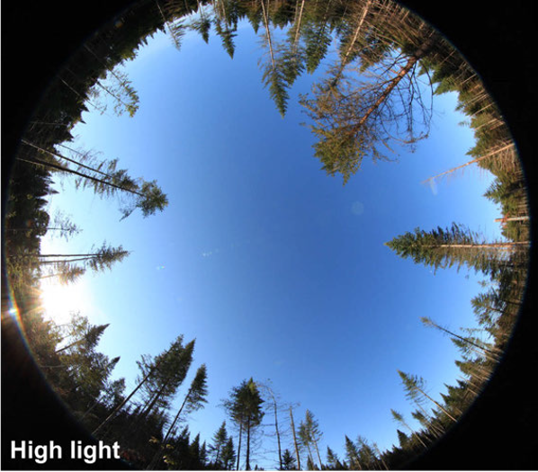fisheye photo looking upward into a high light canopy