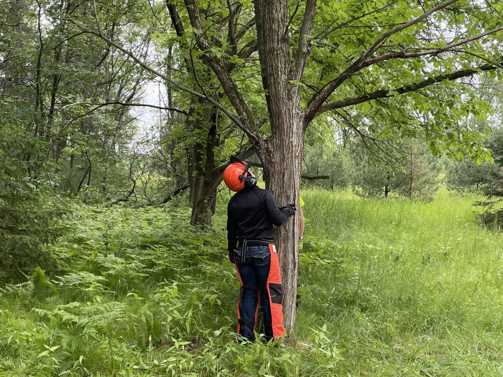 a person looking into the canopy of a tree to assess any potential hazards before cutting it down