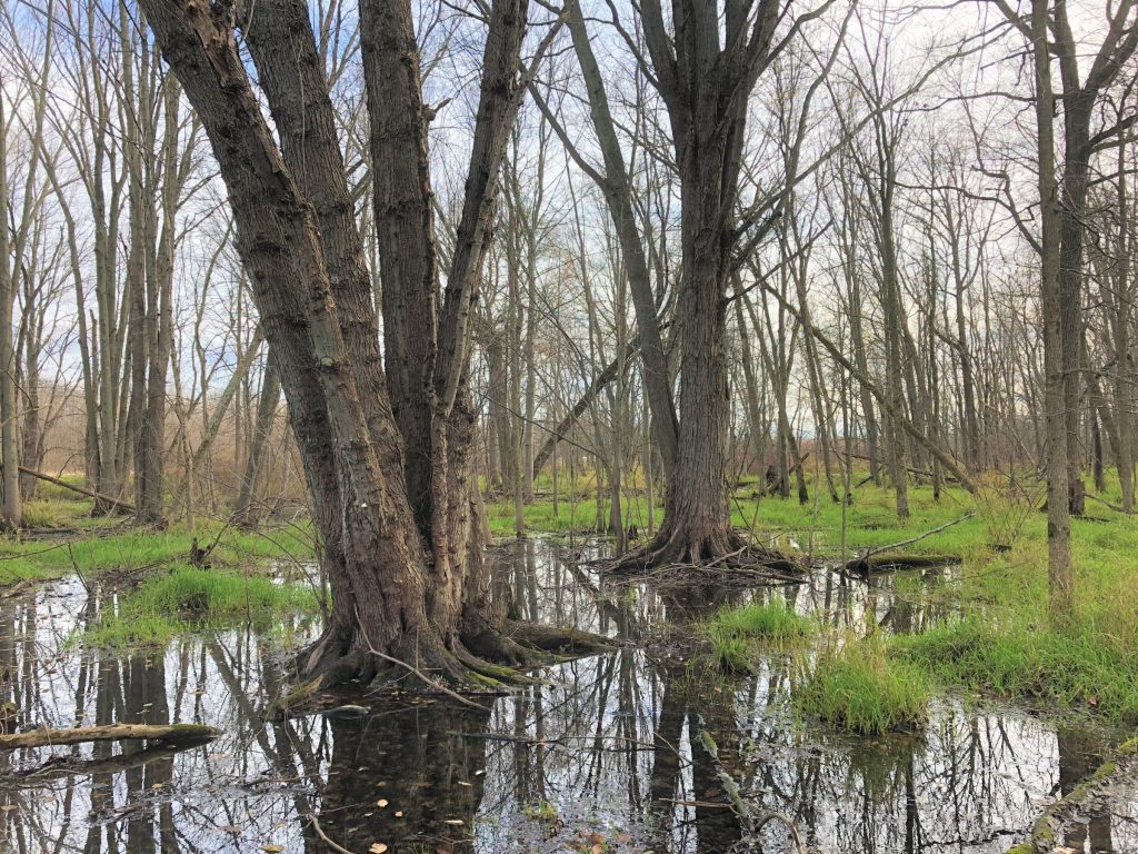 a swampy area with silver maples and dead ash
