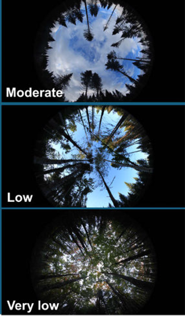 Fisheye photos looking upward into a moderate light, low light, and very low light canopy