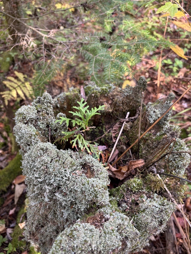 the remains of a dead stump with a tiny tree growing from it
