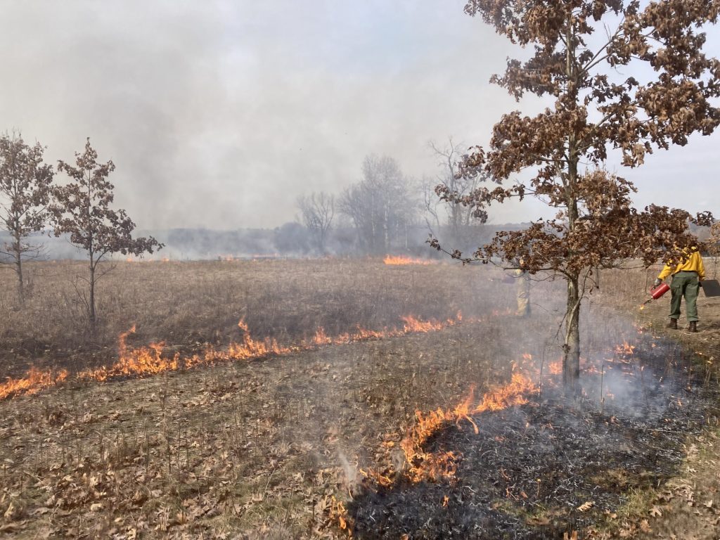 Prescribed burn in an oak barren