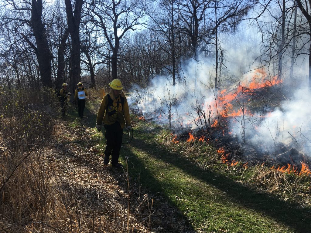 Person on fireline monitors flanking fire in an oak woodland