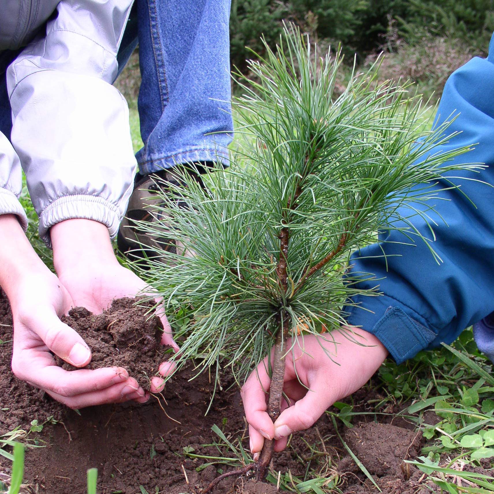 close-up of two people planting a conifer sapling