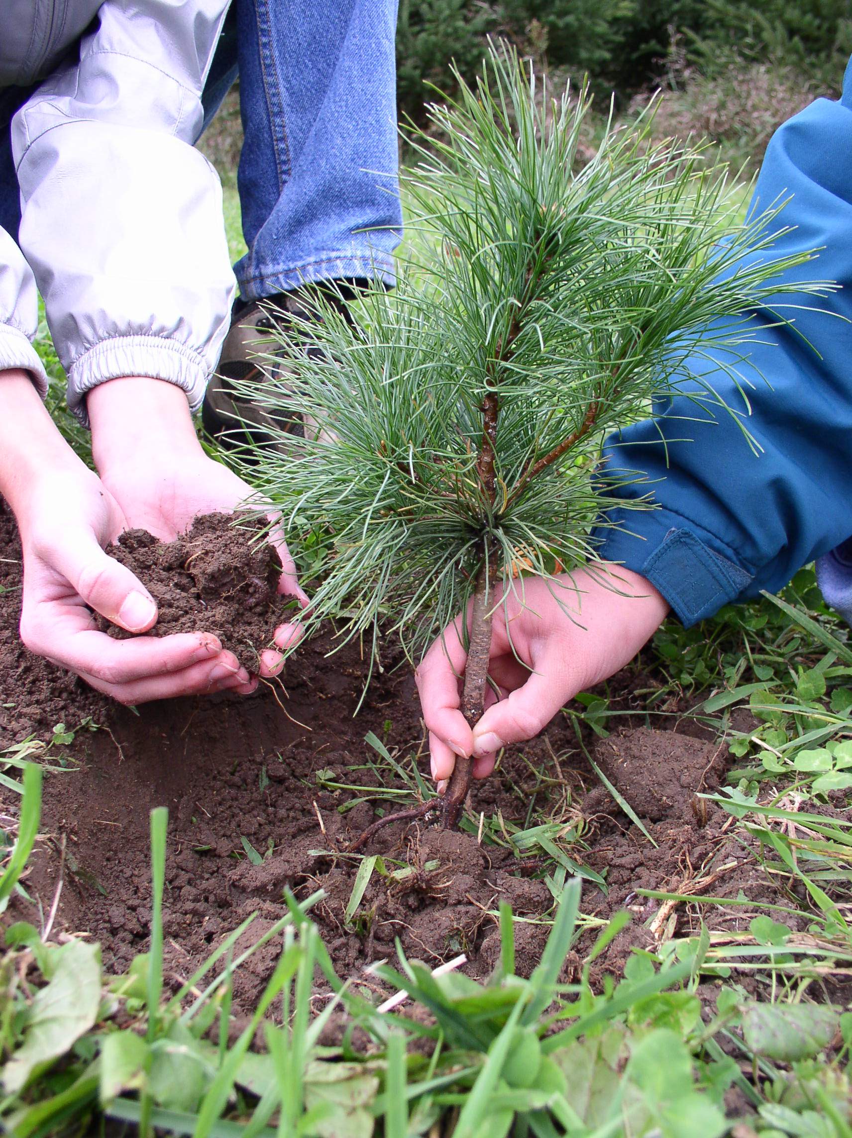 close-up of two people planting a conifer sapling