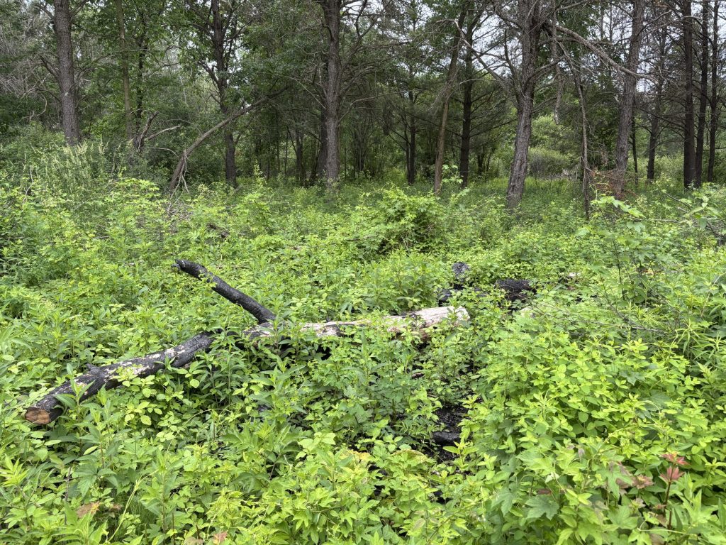 A lush green forest floor with a burnt log