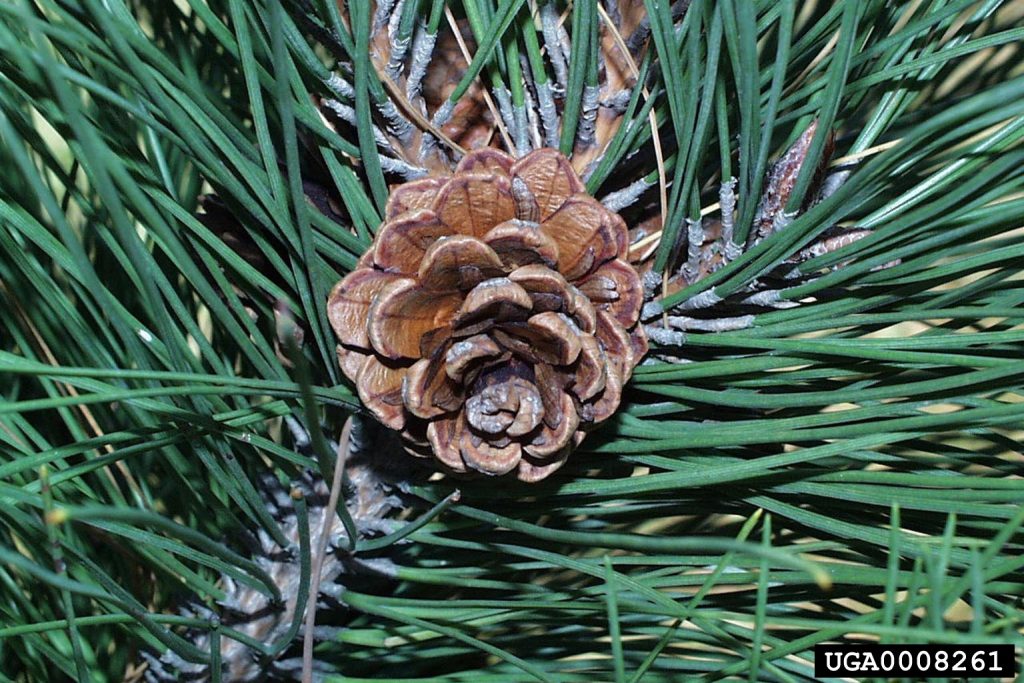 red pine needles and cone