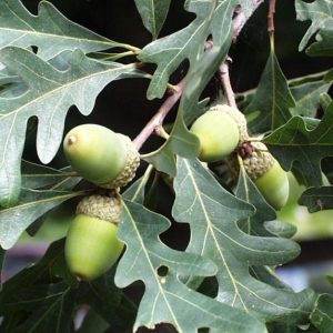 white oak leaves and immature acorns
