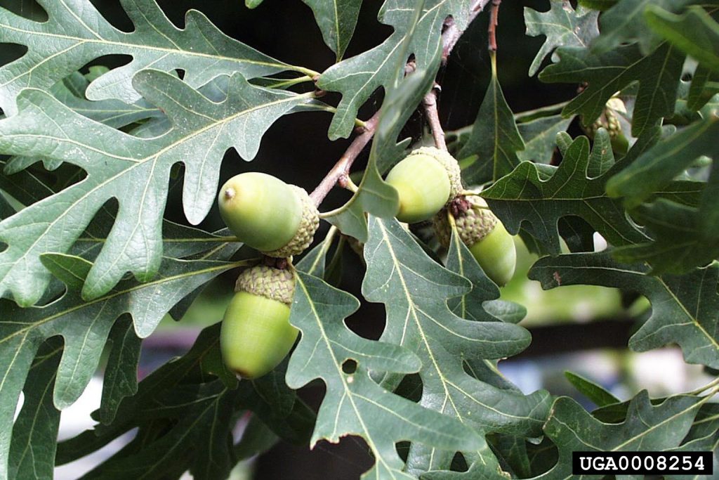 white oak leaves and immature acorns
