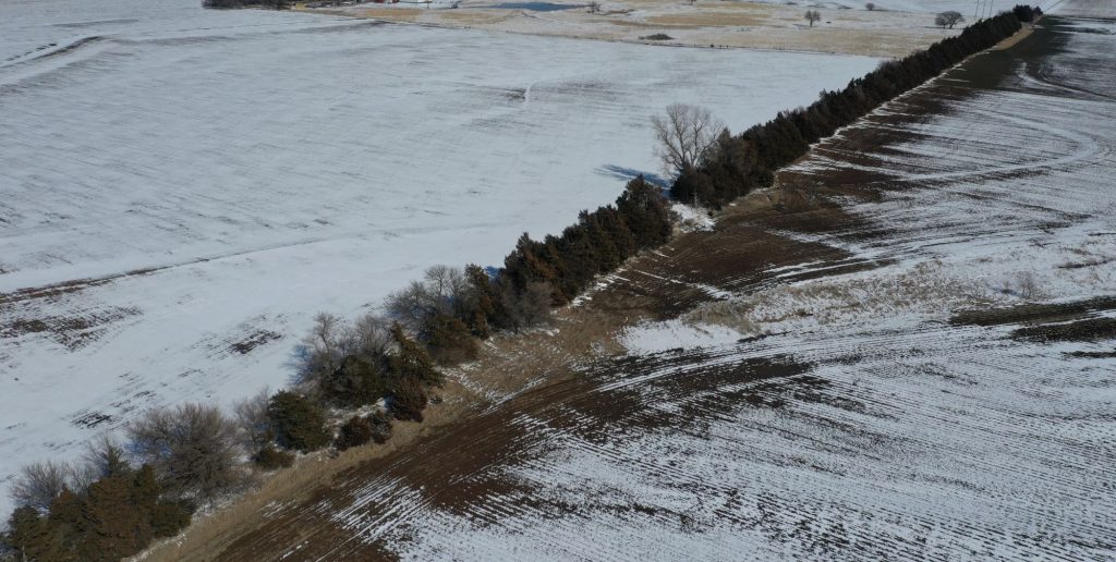 Aerial view of a windbreak in winter