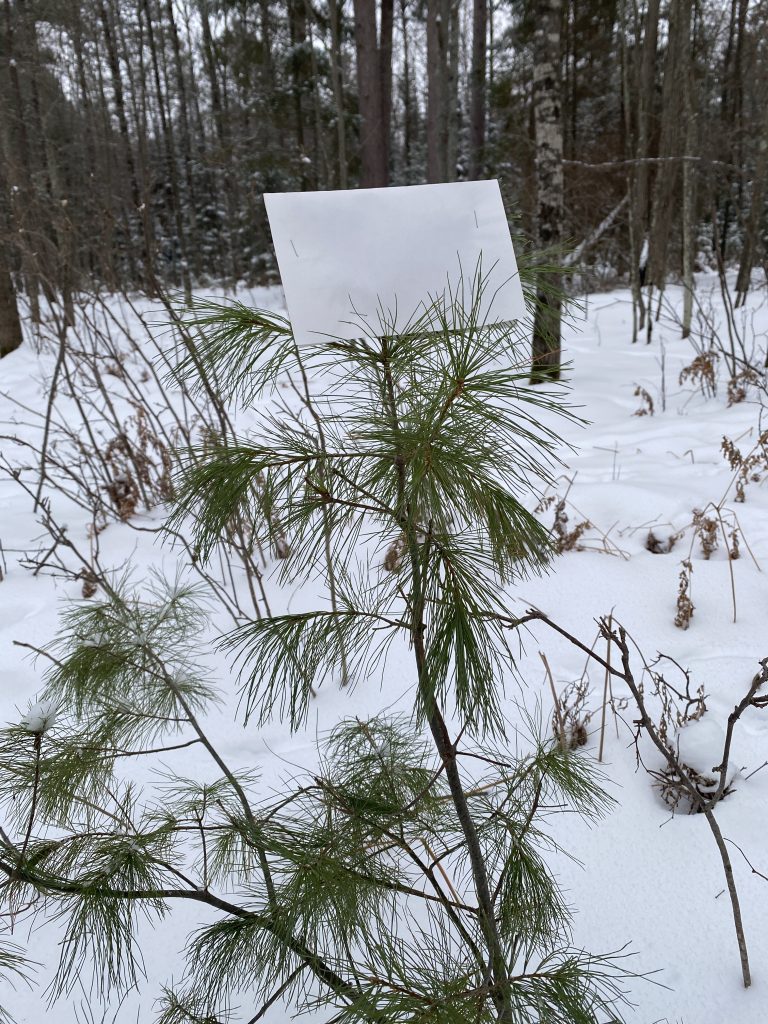 a bud cap on a white pine sapling